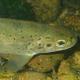Poissons de Suisse Truite zébrée  - Salmo rhodanensis 