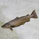 Poissons de Suisse Truite atlantique  - Salmo trutta 