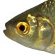Poissons de Suisse Rotengle commun - Scardinius erythrophthalmus 