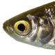 Poissons de Suisse Scardola italiana  - Scardinius hesperidicus 