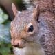 Les espèces néozones de Suisse Écureuil gris - Sciurus carolinensis