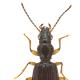 Carabes de Suisse  - Sinechostictus elongatus
