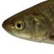 Poissons de Suisse Cavedano italico - Squalius squalus 