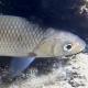 Poissons de Suisse Chevaine commun - Squalius cephalus 