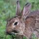 Les espèces néozones de Suisse Lapin de Floride - Sylvilagus floridanus