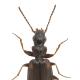 Carabes de Suisse  - Syntomus obscuroguttatus