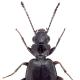 Carabes de Suisse  - Syntomus truncatellus