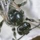 Les abeilles sauvages de Suisse Systrophe spiralé - Systropha curvicornis