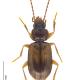 Carabes de Suisse  - Tachys fulvicollis