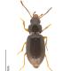 Carabes de Suisse  - Tachyura parvula