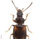 Carabes de Suisse  - Tachyura quadrisignata quadrisignata