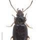 Carabes de Suisse  - Tachyura sexstriata