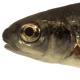 Poissons de Suisse Strigione  - Telestes muticellus 