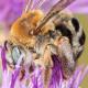 Les abeilles sauvages de Suisse Eucère des centaurées - Tetralonia dentata
