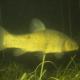 Poissons de Suisse Tanche  - Tinca tinca