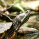 Les espèces néozones de Suisse Trachémyde à tempes rouges - Trachemys scripta elegans