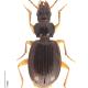 Carabes de Suisse  - Trechus binotatus