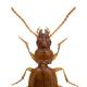 Carabes de Suisse  - Trechus strigipennis