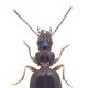 Carabes de Suisse  - Trechus tenuilimbatus
