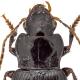 Carabes de Suisse  - Trichotichnus nitens