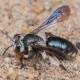 Les abeilles sauvages de Suisse  - Andrena agilissima