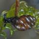 Mollusques de Suisse Vertigo édenté - Vertigo genesii