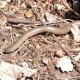 Reptiles de Suisse L'Orvet - Anguis fragilis
