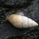 Mollusques de Suisse Bulime zébré, Bulime radié - Zebrina  detrita