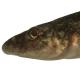 Poissons de Suisse Apron - Zingel asper 