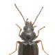 Carabes de Suisse  - Bembidion guttula 