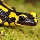 Amphibiens de Suisse Salamandre tachetée - Salamandra salamandra