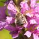 Femelle de Tetralonia salicariae sur la plante-hôte Lythrum salicaria