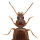 Carabidae Trechus Strasseri