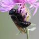 Femelle de Xylocopa iris sur Centaurea stoebe