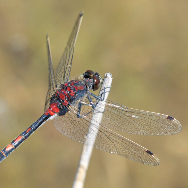 Conocephalus dorsalis (© Christian Monnerat)