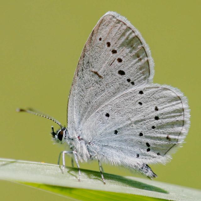 Cupido alcetas (© Andreas Sanchez)