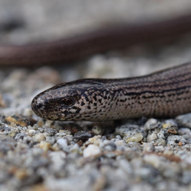 Portrait de l'Orvet de Vérone