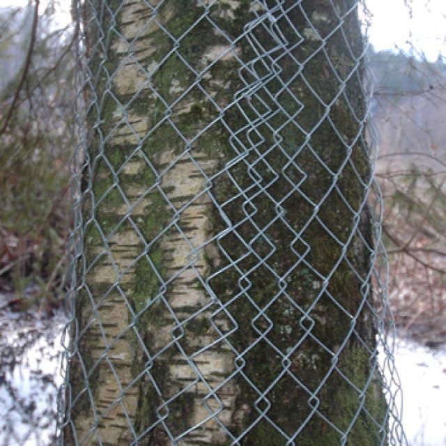 Protection d'un arbre isolé