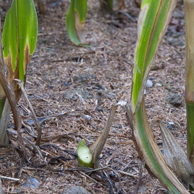 Tiges de maïs coupées par un castor. La coupe se fait toujours à quelque 45 degrés par rapport à la direction de croissance, un peu au-dessus du sol. On reconnait toujours des traces de dents sur la section (© Christof Angst)