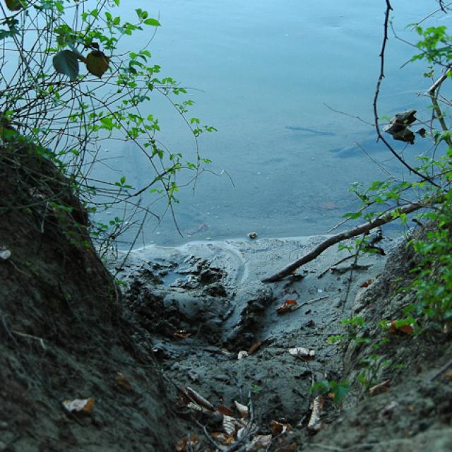 Emplacement typique pour le marquage : sur une petite plage, le sable est gratté pour former une petite colline, puis marqué au moyen de castoréum (© Christof Angst)