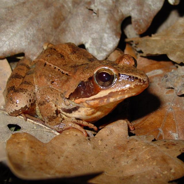 Springfrosch, gut getarnt im braunen Laub