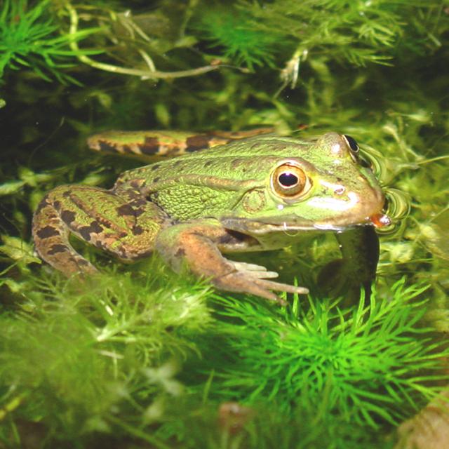 Ein Kleiner Wasserfrosch schaut aus dem Wasser