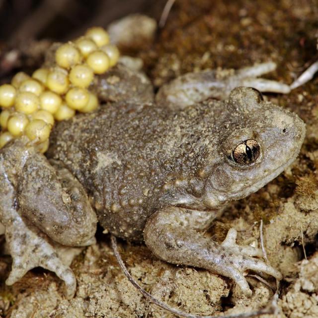 Männchen der Geburtshelferkröte mit Eigelege