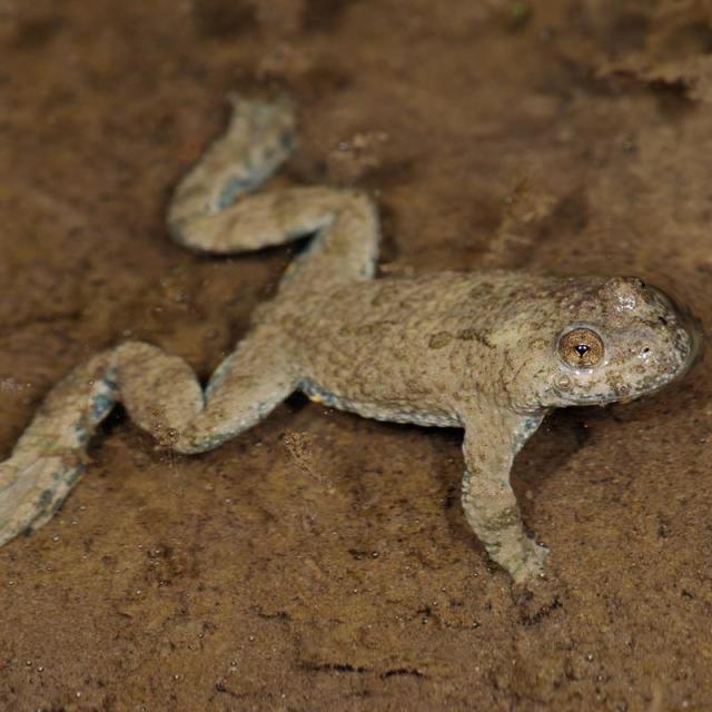 Ululone a ventre giallo