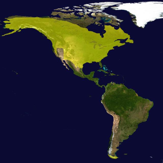 Répartition du castor dans le monde