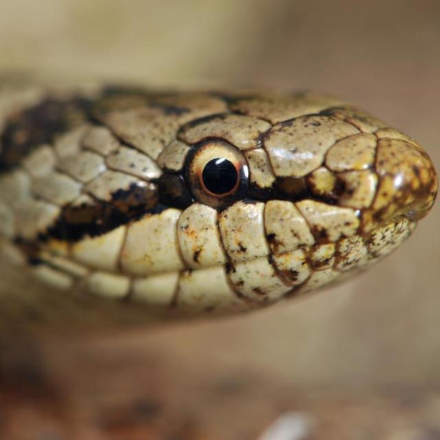 Portrait de la Coronelle lisse