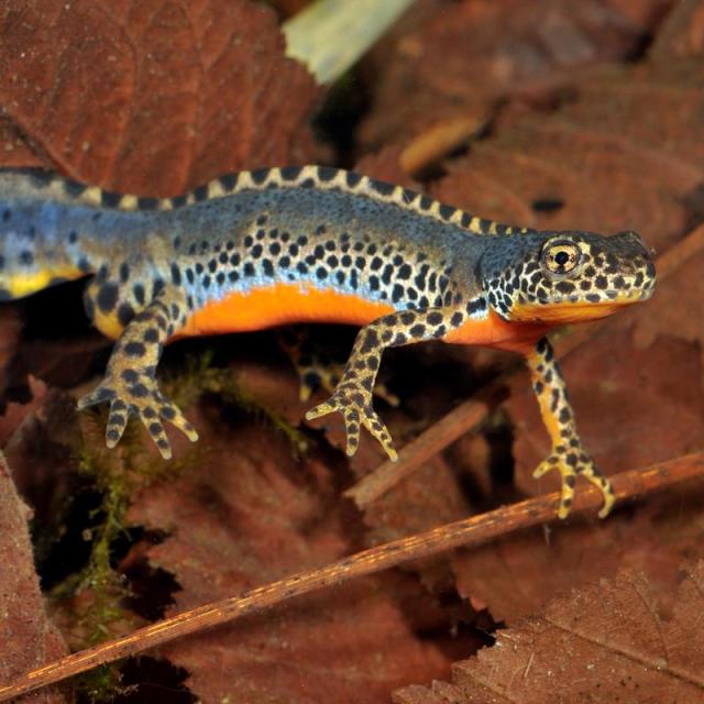 Männchen des Bergmolches im Wasser