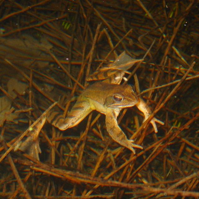 Springfrosch an der Wasseroberfläche