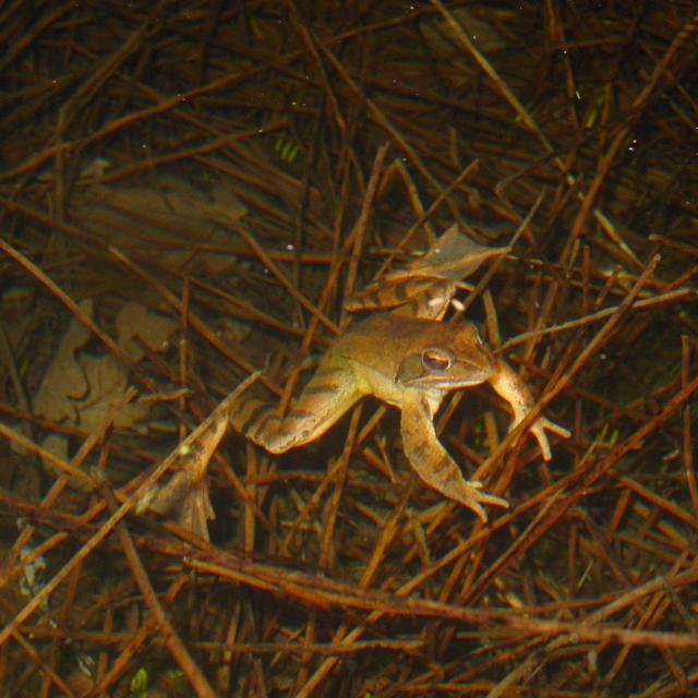 Grenouille agile