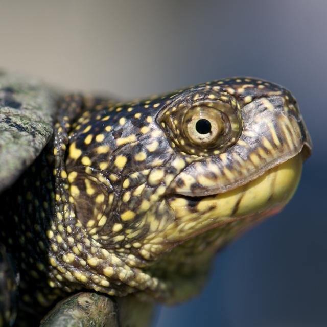 Portrait der Europäischen Sumpfschildkröte